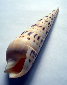 A shell of Acus crenulata , with the siphonal notch visible near the bottom left of the image, at the anterior end of the shell. Terebra dimidiata.jpg