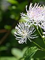 Thalictrum aquilegiifolium flower1.jpg