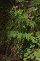 Colockum State Wildlife Area