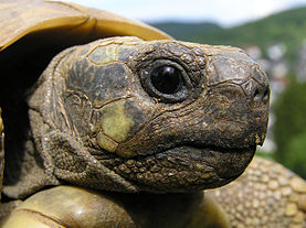 verlegen Oxide hoog Schildpadden - Wikipedia
