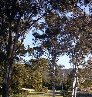 <span class="mw-page-title-main">The Gap, Queensland</span> Suburb of Brisbane, Queensland, Australia