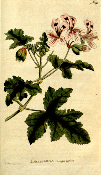 File:The Botanical Magazine, Plate 143 (Volume 4, 1791).png