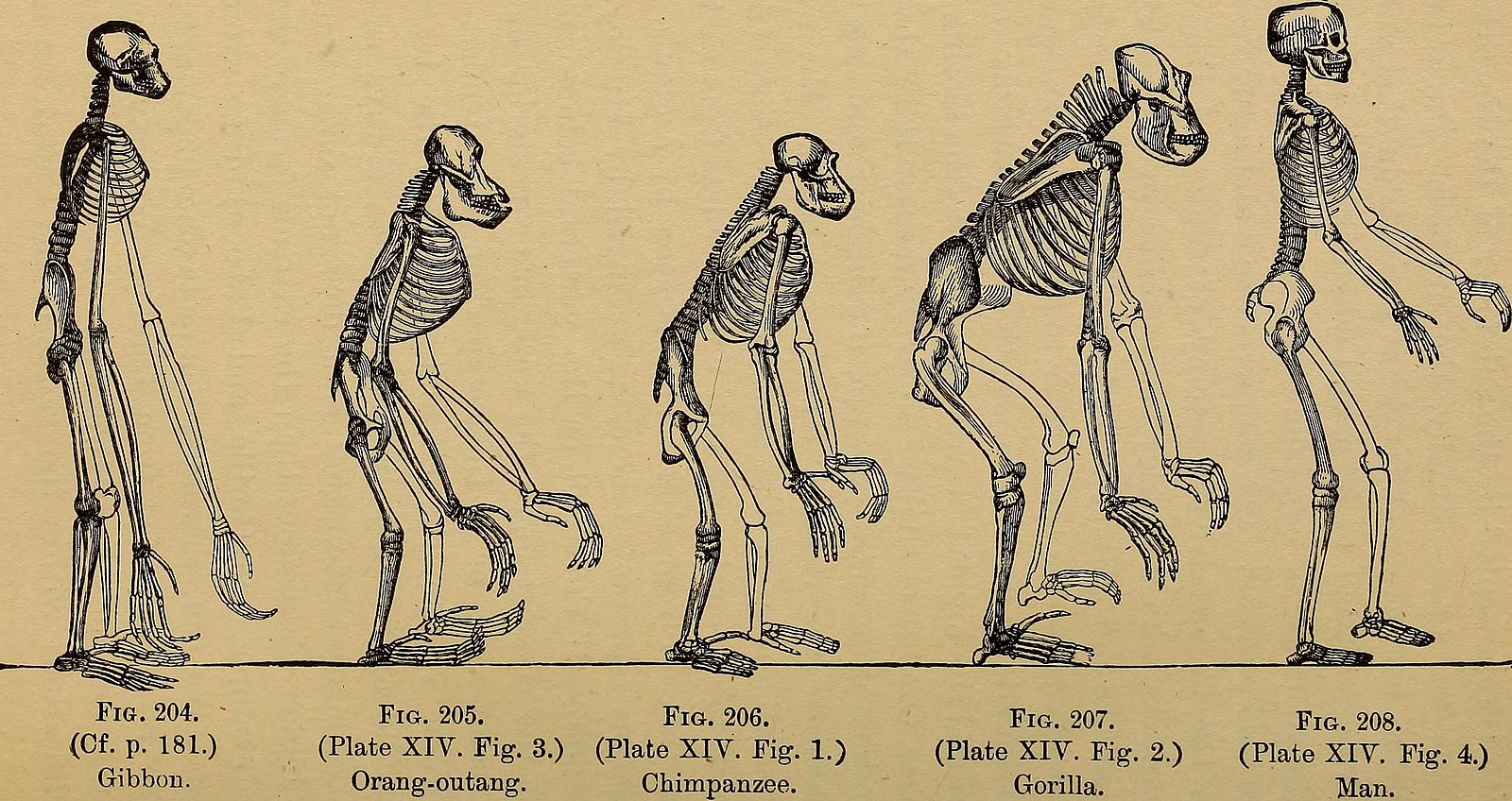 Отличие человека от животного скелет. Скелет обезьяны. Скелет шимпанзе. Человекообразные куклы. Скелет обезьяны рисунок.