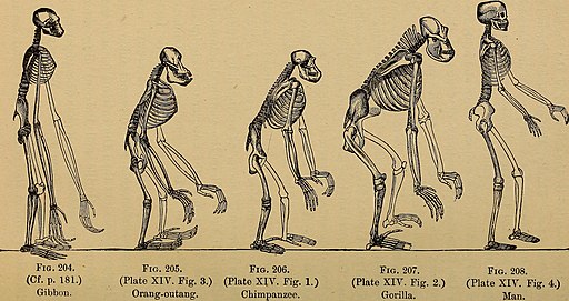 The evolution of man- a popular exposition of the principal points of human ontogeny and phylogene (1896) (14594999469)