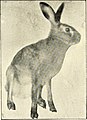 The first Belgian hare course of instruction. Twenty lessons. Complete directions for buying, sheltering, feeding, breeding developing a business, etc. with a true history of the Belgian hare (1901) (14592253328).jpg