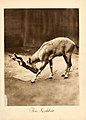 The markhor. portraits at the zoo. 1915.jpg