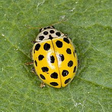 Psyllobora vigintiduopunctata was named Coccinella 22-punctata in 1758. Thea.vigintiduopunctata.7232.jpg