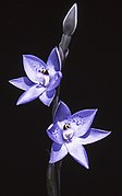 Thelymitra simulata