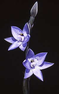 <i>Thelymitra simulata</i> Species of orchid