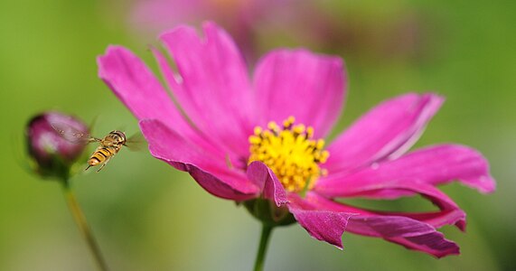 Episyrphus balteatus in fly