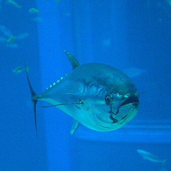 PSATs are usually used on large marine animals and have been used in several studies of the bluefin tuna. Thunnus orientalis (Osaka Kaiyukan Aquarium).jpg