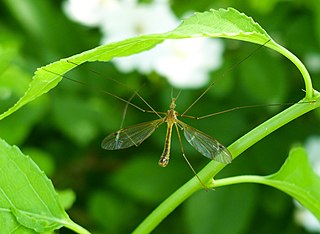 <i>Tipula bicornis</i> species of insect
