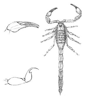 Beskrivning av bilden Tityus melanostictus 1894.jpg.