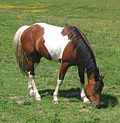 Thumbnail for Tricoloured horse