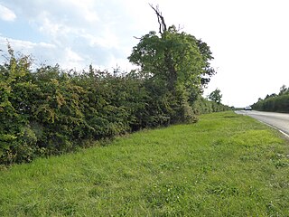 <span class="mw-page-title-main">Tolethorpe Road Verges</span>