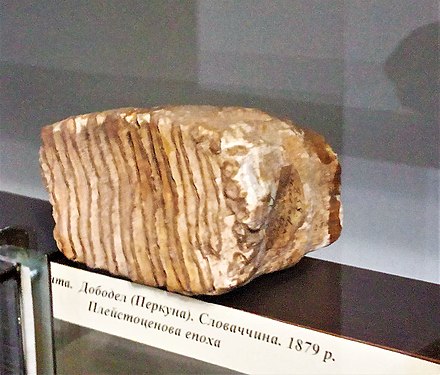 Tooth of the Carpathian mammoth