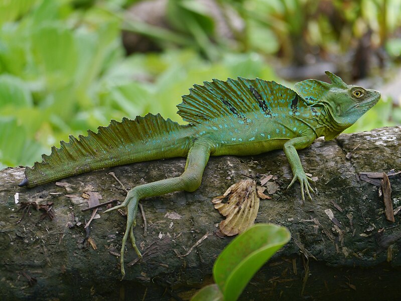 File:Tortuguero, Costa Rica (14231012814).jpg