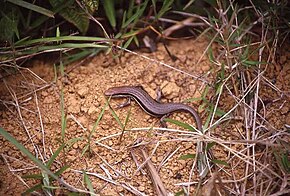 Beskrivelse av Trachylepis gravenhorstii.jpeg-bildet.