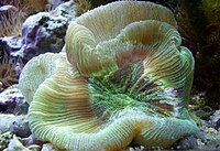 A trachyphyllia (open brain-coral).