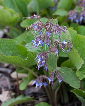 Описание изображения Trachystemon orientalis (4) .jpg.