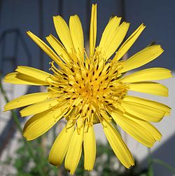 Tragopogon bloss.jpg