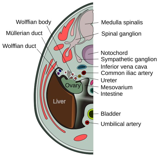File:Transverse section of human embryo eight and a half to nine weeks old.svg