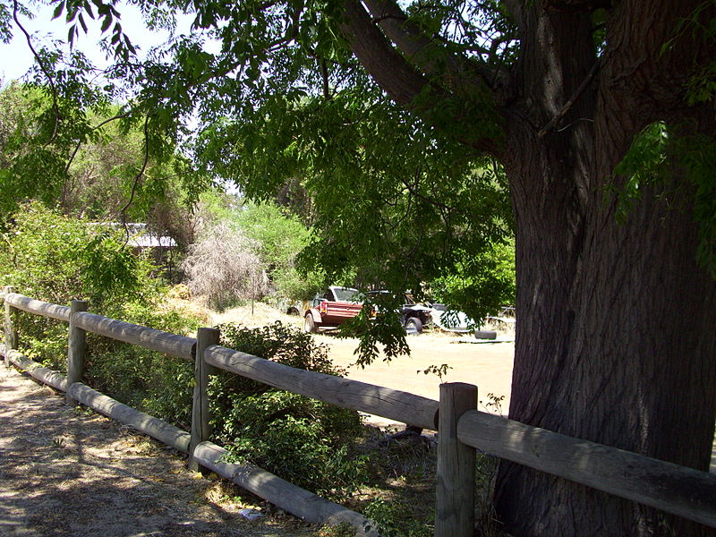 File:Trees and old cars in Waroona 1 (E37@WTW2013).JPG