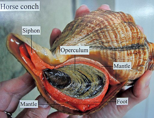 Triplofusus giganteus (Florida horse conch) 4 (24484567396)