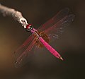 * Nomination Trithemis aurora male --Jkadavoor 03:49, 23 July 2016 (UTC) * Promotion Good quality. --Johann Jaritz 04:49, 23 July 2016 (UTC)