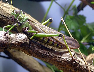 Romaleidae Family of grasshoppers