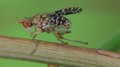 Файл: Trypetoptera punctulata - 2012-07-26.webm