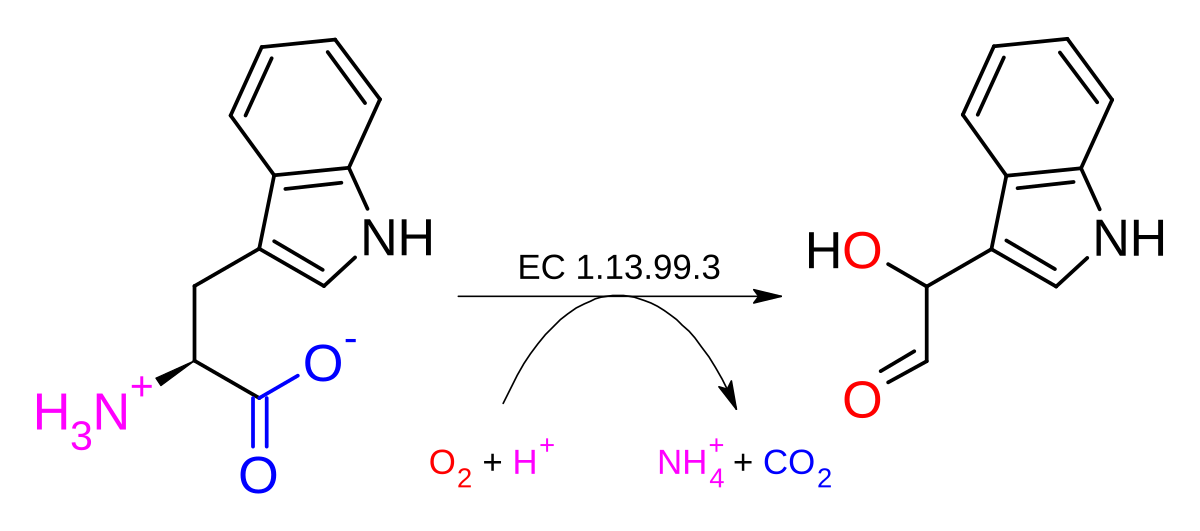 Триптофан 3. Триптофан гидроксилаза. Триптофан 2 3 диоксигеназа. Tryptophan hydroxylase 2. Гидроксилазный цикл.