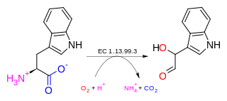 Tryptophan 2-dioxygenase class of enzymes
