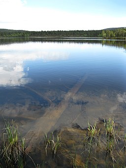 En trädstam under vattnet i Alimmainen Nilijärvi 15 juni 2012