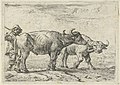 Two Buffaloes and a Herdsman