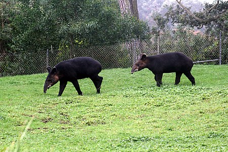 Tập_tin:Two_Tapirus_pinchaque.jpg