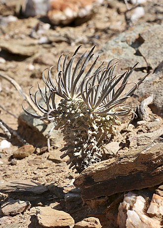 Tylecodon wallichii in winter. Richtersveld National Park Tylecodon wallichii Richtersveld.jpg