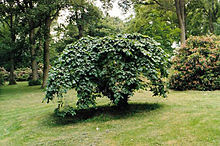 The original Camperdown Elm, Camperdown Park, Dundee, 1989