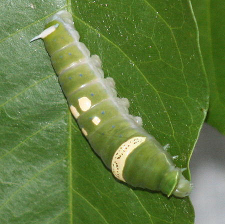 Tập_tin:Ulysses_Butterfly_Caterpillar.jpg