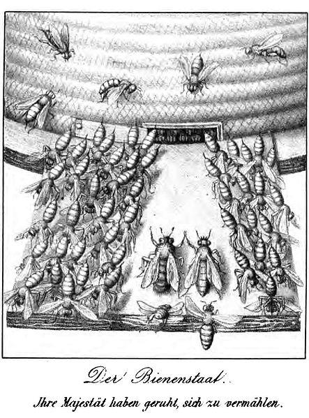 File:Untersuchungen über Thierstaaten-Carl Vogt-1851 1.jpg