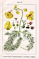 Utricularia vulgaris plate 63