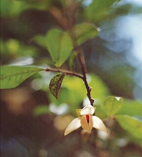 <i>Uvariastrum insculptum</i> Species of flowering plant