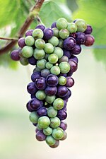 Veraison-Grappe 50.jpg