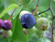 Vaccinium corymbosum (Northern highbush blueberry).jpg