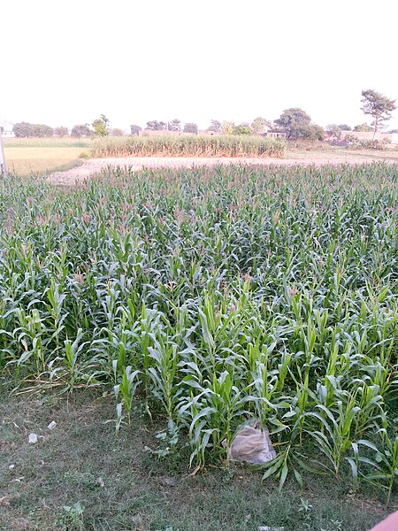 File:Vegetation near Kheewa, Jalalpur Gujrat Road.jpg