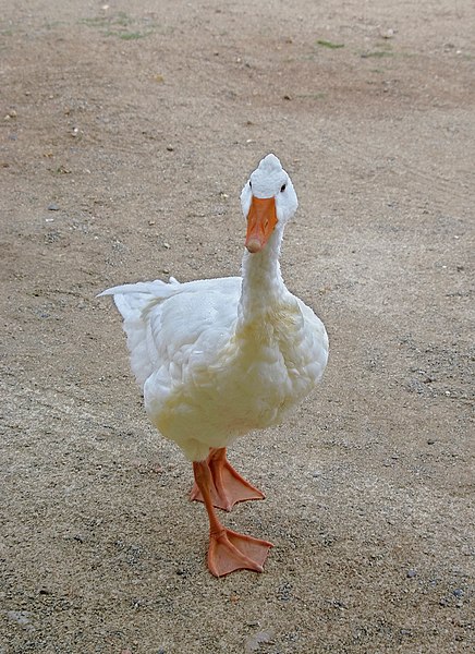 File:Verteuil 16 Oie domestique 2012b.jpg