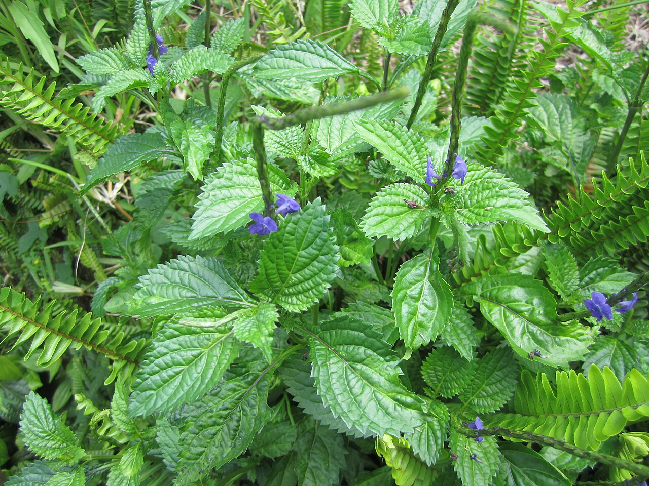 File:Verveine bleue, épi bleue.jpg - Wikimedia Commons