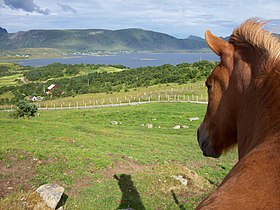 Illustratieve afbeelding van het artikel Paard in Noorwegen