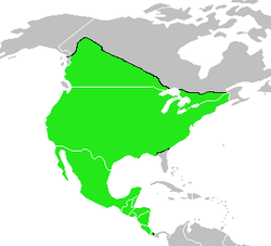 Vireo gilvus-map.png