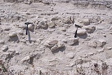 Chert concretions in chalk, Middle Lefkara Formation (upper Paleocene to middle Eocene), Cyprus Vuursteenknollen in krijtgesteente.jpg